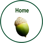  acorn & about us link