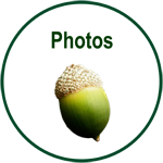  acorn & photos link
